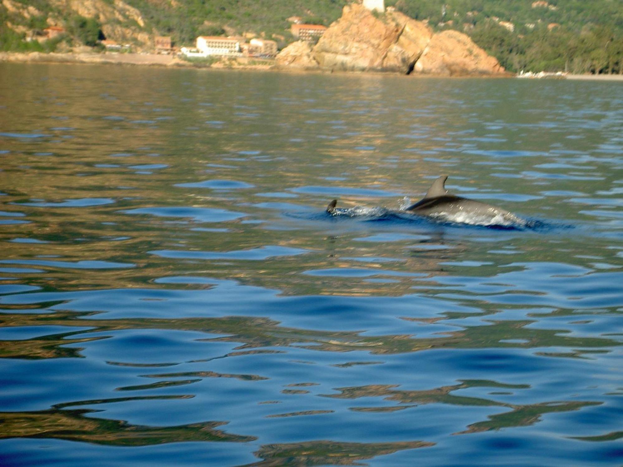 Hotel Capo D'Orto - Porto - Corse Zewnętrze zdjęcie