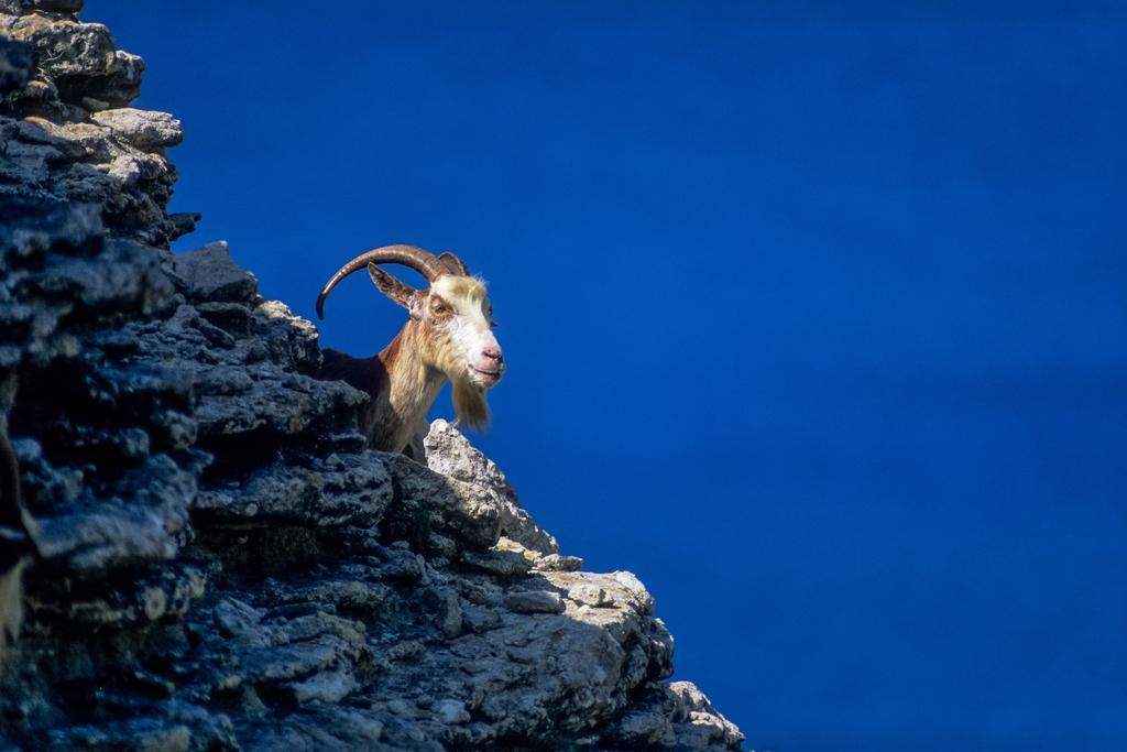 Hotel Capo D'Orto - Porto - Corse Zewnętrze zdjęcie