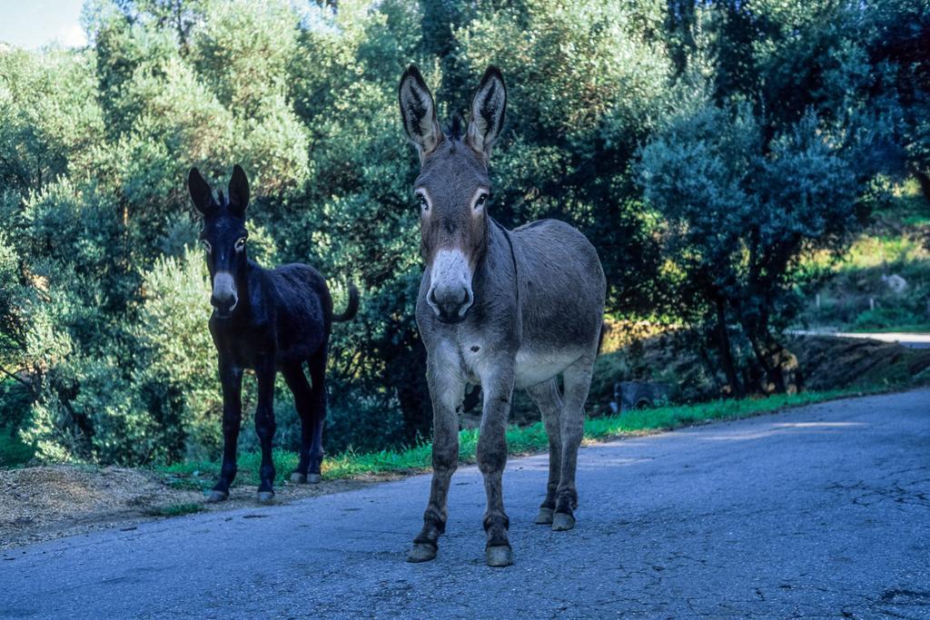 Hotel Capo D'Orto - Porto - Corse Zewnętrze zdjęcie